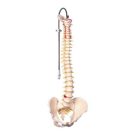 Fabrication Enterprises 3B Anatomical Model - Flexible Spine, Classic, Male 960559